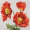 Poppies on Silk Poster Print by Judy Shelby - Item # VARPDXCC3279